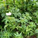 Hibiscus cannabinus